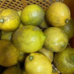 国産レモン🍋　訳あり　1㎏200円