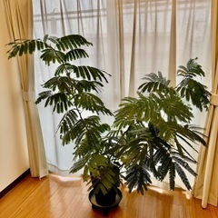 エバーフレッシュ（ネムノキ） 黒色 セラアート鉢 鉢植え 観葉植物