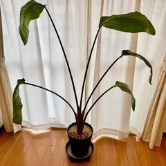 ストレチア　オーガスタ 中型　103㌢　観葉植物　黒色　セラアー...