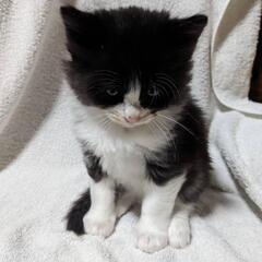 仔猫(11月産まれ)②