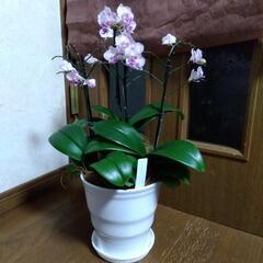 衝撃価格！超破格値！ミディ胡蝶蘭 品種名シャオユウ 3株入り4本立ち　胡蝶蘭鉢株苗 コチョウラン 洋蘭 洋ランの画像