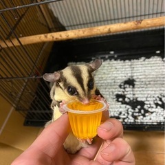 フクロモモンガ 1歳