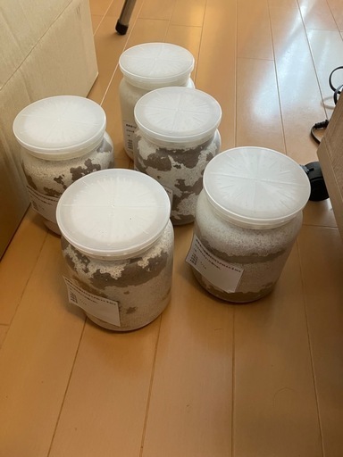 オオクワガタ能勢YG大型血統 幼虫3令　5頭