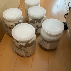 オオクワガタ能勢YG大型血統 幼虫3令　5頭