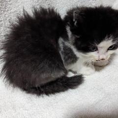 仔猫(11月産まれ)③ - 飯田市