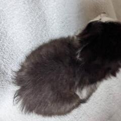 仔猫(11月産まれ)③ - 猫
