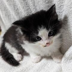 仔猫(11月産まれ)③