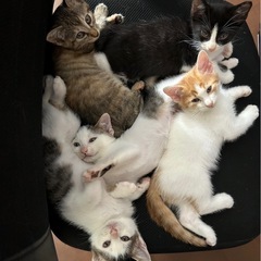 引き続き里親募集してます！