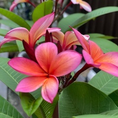 フラKANOA(キッズ)の画像