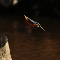 一緒にカワセミ撮影、野鳥観察してくれる友人を探しています！