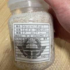 サキシマヒラタ幼虫4匹セットの画像