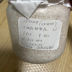 オオクワガタ能勢SR血統幼虫2匹＋久留米2匹