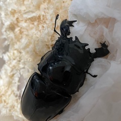 タランドゥスオオツヤクワガタ♂×2♀1