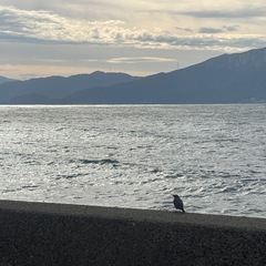 【新鮮！】八朔(はっさく)約2kgの画像