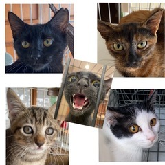 ねこまる保護猫譲渡会 - イベント