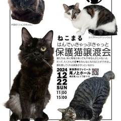 ねこまる保護猫譲渡会
