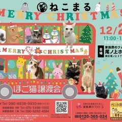 ねこまる保護猫譲渡会 - 熊本市