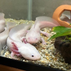 ウーパールーパー2匹
