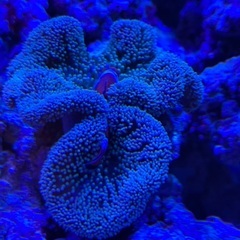 沖縄産ハタゴイソギンチャク　ライトグリーンの画像
