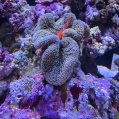 沖縄産ハタゴイソギンチャク　ライトグリーンの画像