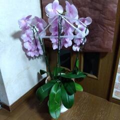 衝撃価格！超破格値！ピンク花 胡蝶蘭3株入り3本立ち　胡蝶蘭鉢株苗 コチョウラン 洋蘭 洋ランの画像