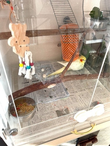 鳥カゴ　アクリルケース(おもちゃ・エサ付き)