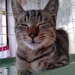 性格の良いヤマトくん − 大分県