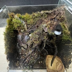 レプテリアクリア300 パルダリウムセット 爬虫類 ヤドクガエルの画像