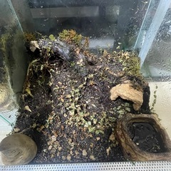 レプテリアクリア300 パルダリウムセット 爬虫類 両生類 ヤドクガエルの画像