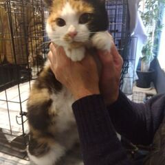 新規受付一時停止　三毛猫ちゃん