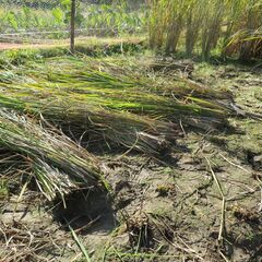 籾殻　天日干し　無農薬　無肥料　古代米（赤米、黒米、緑米）普通（うるち米　もち米）の画像