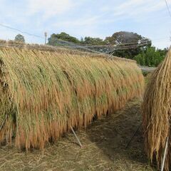 籾殻　天日干し　無農薬　無肥料　古代米（赤米、黒米、緑米）普通（うるち米　もち米）の画像