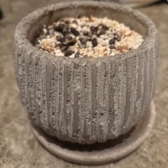 観葉植物　植物　鉢　の画像