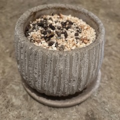 観葉植物　植物　鉢　の画像