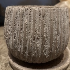観葉植物　植物　鉢　の画像