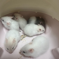 ゴールデンハムスター