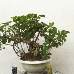 盆栽素材カポック