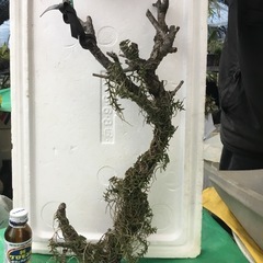 ムカデラン