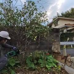 【伐根】キンカンの木の根っこ除去依頼作業行ってきました。