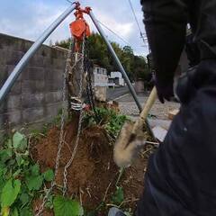 【伐根】キンカンの木の根っこ除去依頼作業行ってきました。 - 便利屋