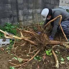 【伐根】キンカンの木の根っこ除去依頼作業行ってきました。 − 福岡県