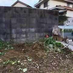 【伐根】キンカンの木の根っこ除去依頼作業行ってきました。 - 地元のお店