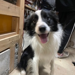 ありがとうございました！里親決定しました。ボーダーコリー（代理投...