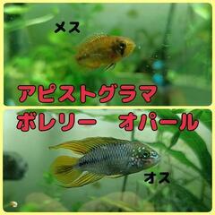【水槽関連】産卵経験ありペア
