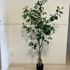 ニトリ　フェイクグリーン　フィカス　150cm