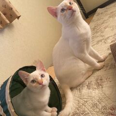 生後5ヶ月半位　ブルーアイで白シャムmixの可愛いてつ君&かえで...