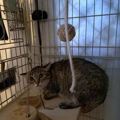 お母さん猫　リターンする事にしました。