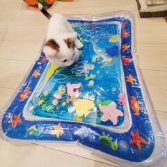 猫グッズ  中の魚が動く