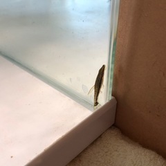 60cm,   50cm 水槽セット特製台付きの画像