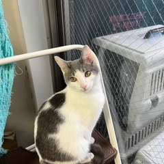 キャンセルに付き再募集❣️猫空✈️子猫シリーズ❣️美しいアビシニ...
